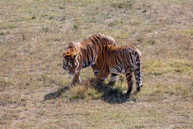 Zwei junge Tiger laufen nebeneinander. Einer ist uns zugewandt. Der zweite wird von der Seite geschossen. Taigan-Park