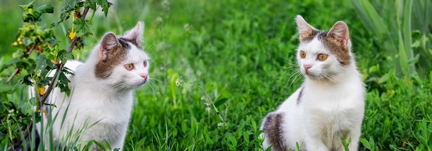 Zwei junge weiß gefleckte Katzen im Garten auf dem grünen Gras