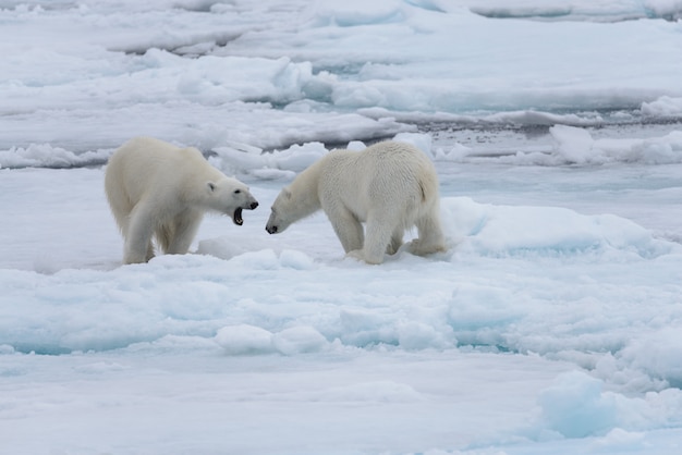 Zwei junge wilde Eisbären, die auf Packeis im arktischen Meer spielen