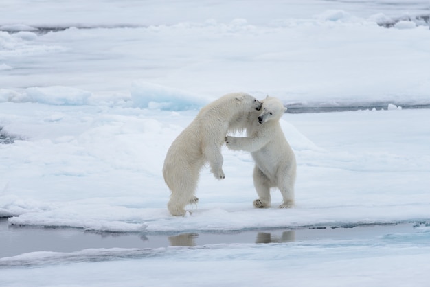 Zwei junge wilde Eisbären, die auf Packeis im arktischen Meer spielen