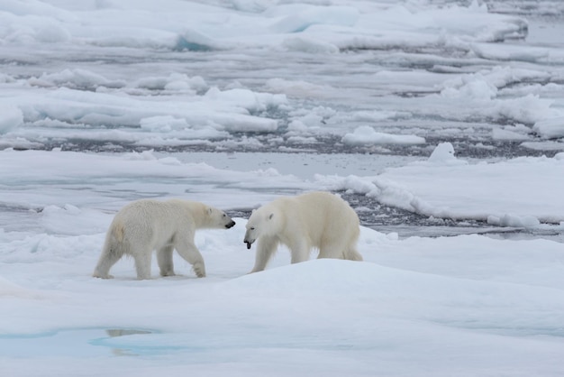 Zwei junge wilde Eisbären, die auf Packeis im arktischen Meer spielen