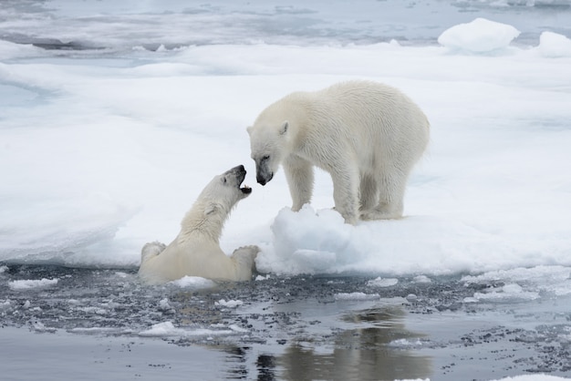 Zwei junge wilde Eisbären, die auf Packeis im Nordpolarmeer nördlich von Spitzbergen spielen