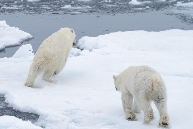 Zwei junge wilde Eisbären spielen auf Packeis im arktischen Meer nördlich von Svalbard