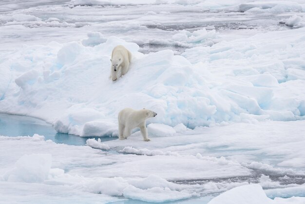 Zwei junge wilde Eisbären spielen auf Packeis im arktischen Meer nördlich von Svalbard