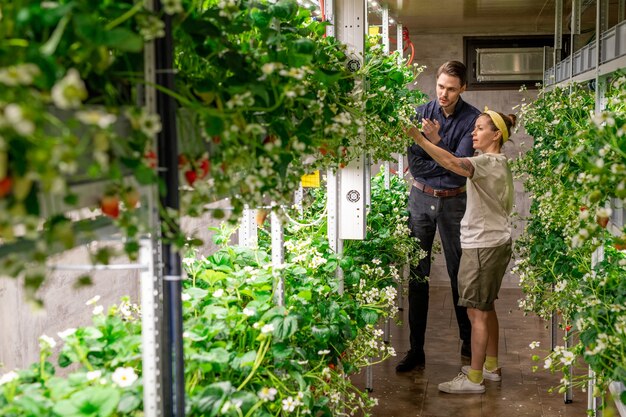 Zwei junge zeitgenössische Agraringenieure diskutieren die Eigenschaften einer neuen Erdbeersorte, während sie im Gang in der vertikalen Farm stehen