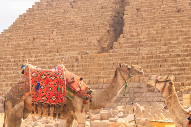 Zwei Kamele auf dem Hintergrund der Pyramide von Gizeh