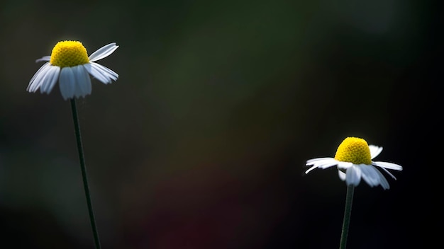 Zwei Kamillenblüten auf dunklem, künstlerischem Hintergrund.