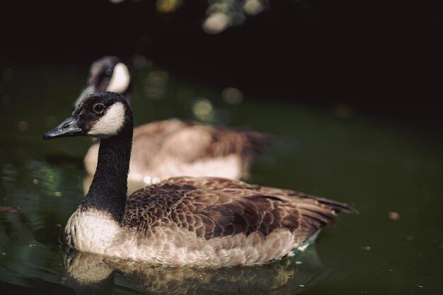 Zwei Kanadagänse schwimmen in einem Teich