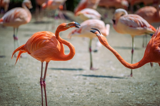 Zwei karibische Flamingos im Kampf