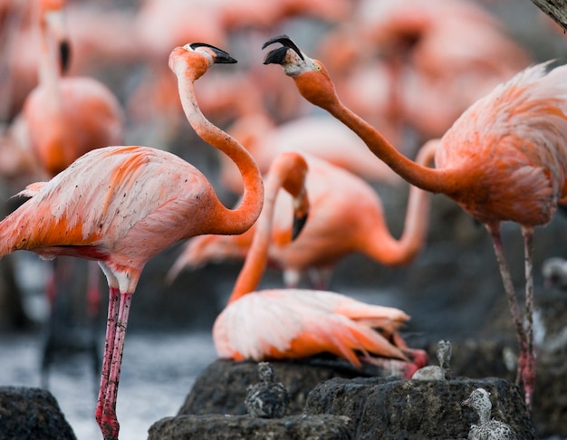 Zwei karibische Flamingos spielen miteinander