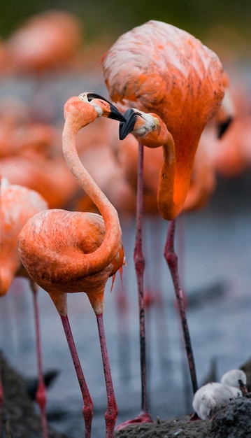 Zwei karibische Flamingos spielen miteinander