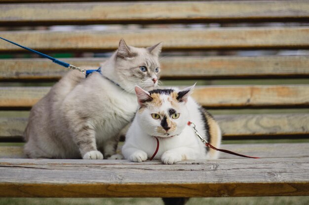 Zwei Katzen an der Leine