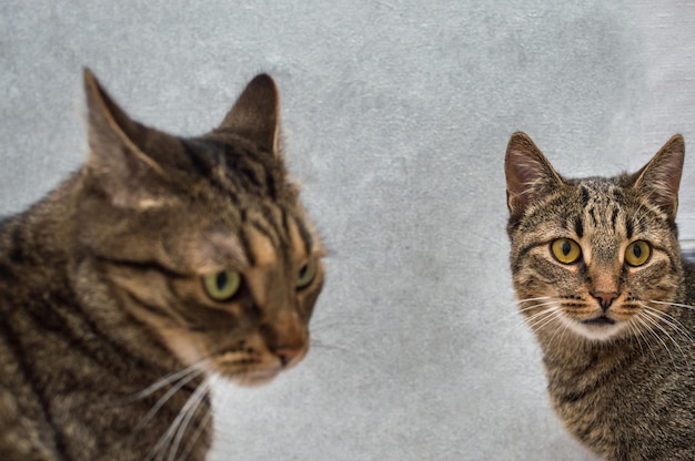 Zwei Katzen auf grauem Hintergrund zusammen