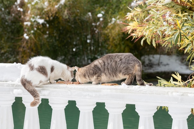 Zwei Katzen essen Katzenfutter in einem Park auf der Straße auf einer weißen Balustrade das Konzept, Homele zu helfen