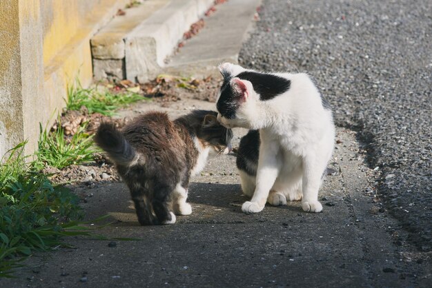 Zwei Katzen küssen sich