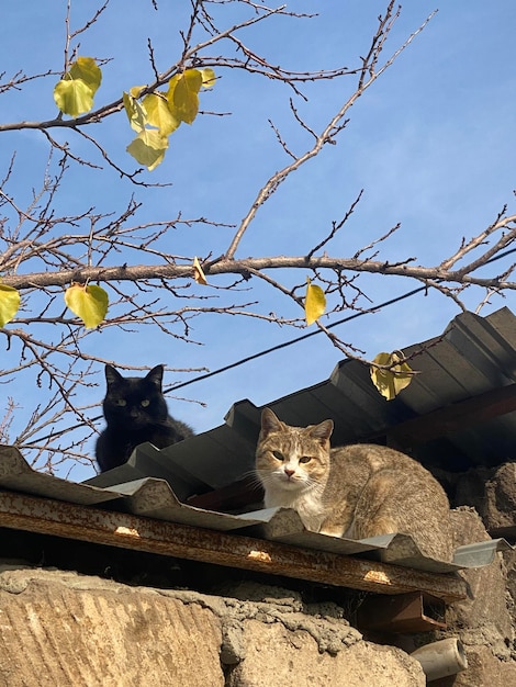 Zwei Katzen sitzen auf dem Dach eines Gebäudes