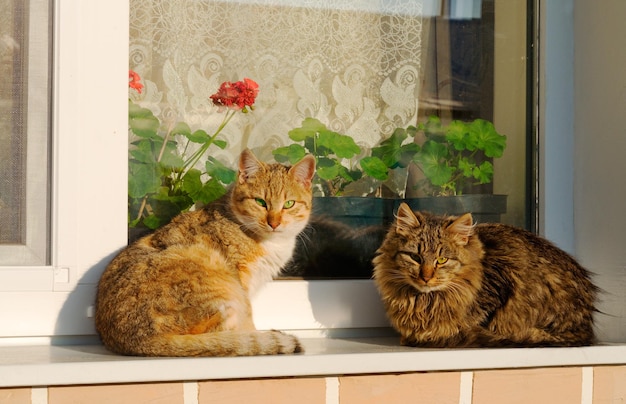 Zwei Katzen sitzen auf einer Fensterbank