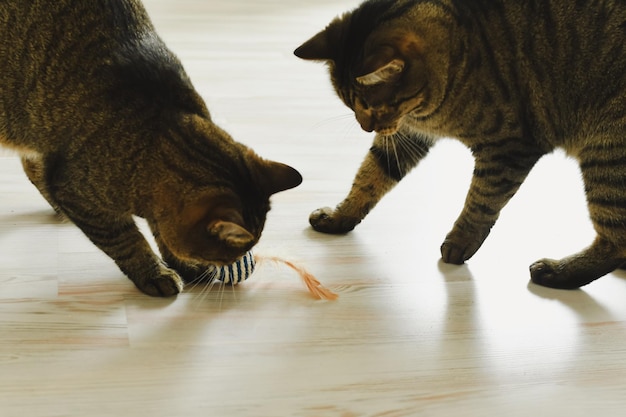 Zwei Katzen spielen in der Wohnung Ball