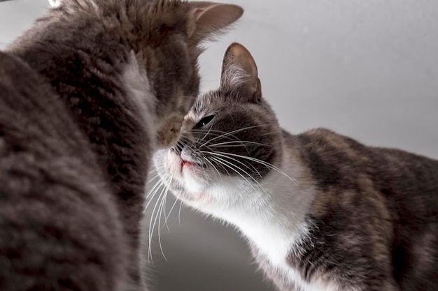 Zwei Katzen treffen sich, küssen und beschnüffeln sich interessiert, nachdem sie sich unterwegs kennengelernt haben