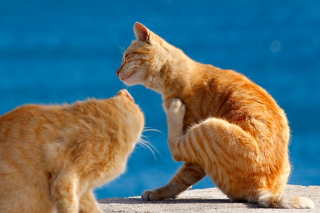 Zwei Katzen vor dem Meer