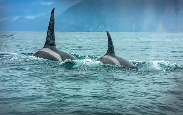 Zwei Killerwale im wilden ruhenden selektiven Fokus