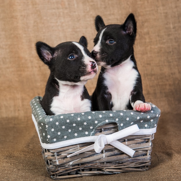 Zwei kleine Babys Basenji Welpen Hunde küssen sich