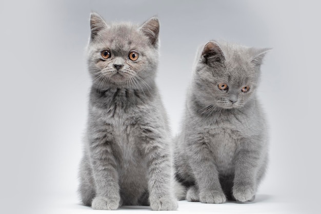 Zwei kleine blaue britische Kätzchen im Alter von zwei Monaten auf grauem Hintergrund