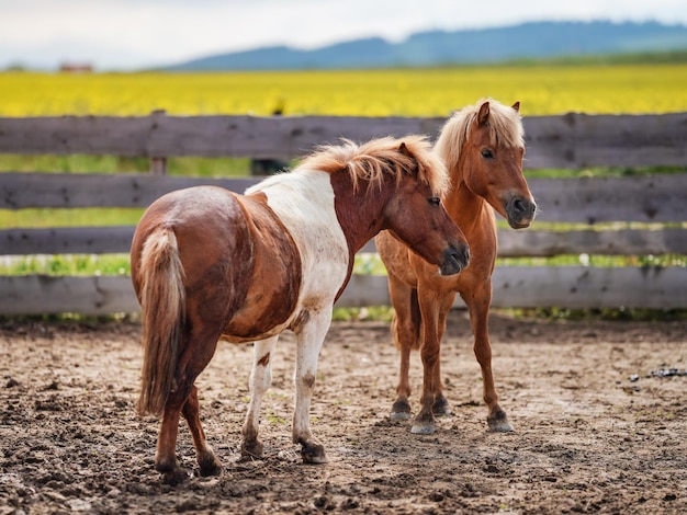 Zwei kleine braune und weiße Ponypferde auf schlammigem Boden, unscharfer gelber Feldhintergrund.