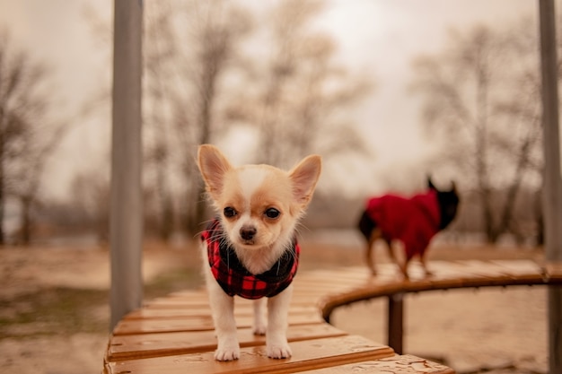 Zwei kleine Chihuahua-Hunde auf der Bank