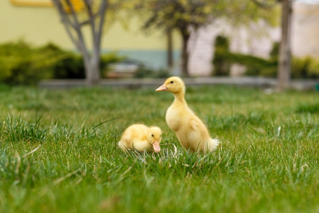 Zwei kleine gelbe Entlein auf grünem Gras,