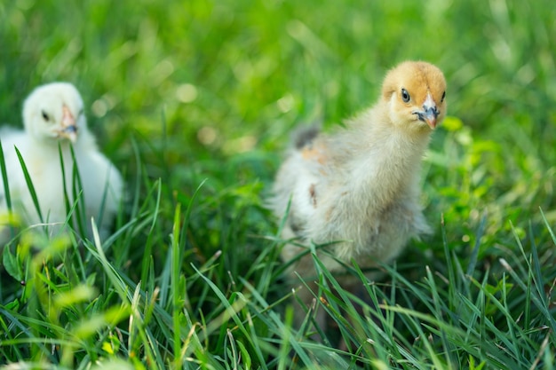 Foto zwei kleine hühner im gras, brahma-rasse