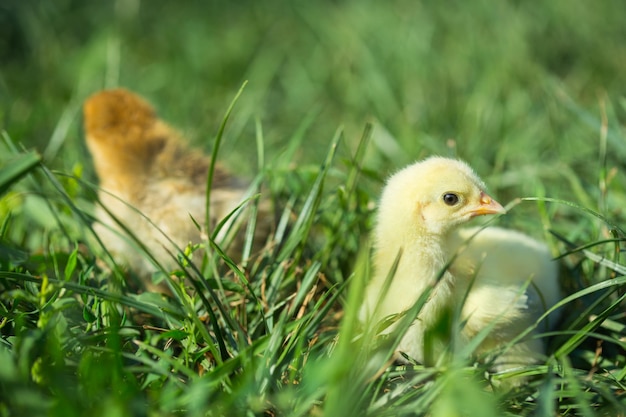 Zwei kleine Hühner im Gras