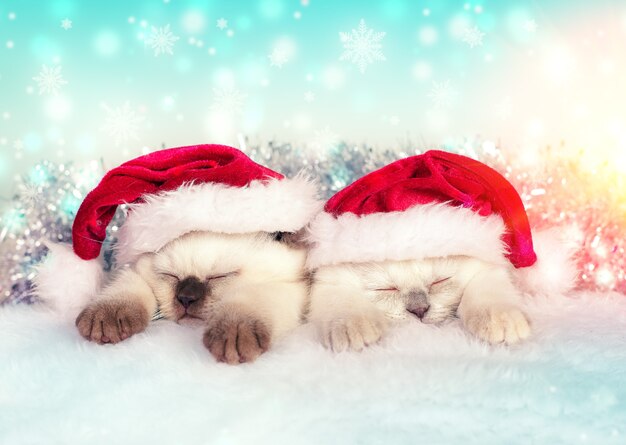 Zwei kleine Kätzchen mit Weihnachtsmütze schlafen auf der weichen Decke