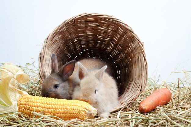 Zwei kleine Kaninchen versteckten sich in einem hölzernen Korb und aßen Mais wie eine Begeisterung.