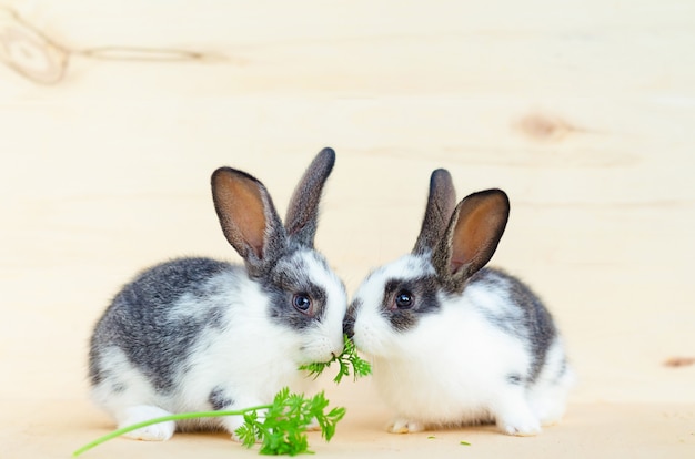 Zwei kleine Kaninchenbabys, Häschen, die Salatblätter und Karotten essen. Futter für Nagetiere, Haustier. fröhliches Osterkonzept.