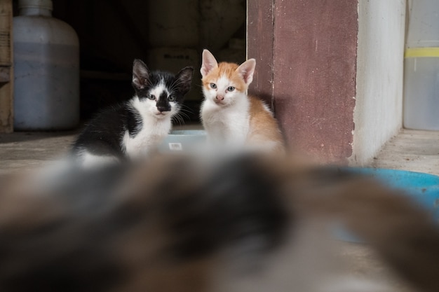 Zwei kleine Katzen sitzen