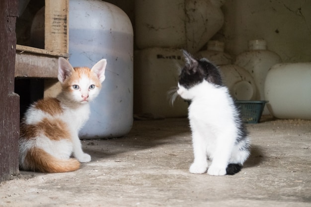 Zwei kleine Katzen sitzen