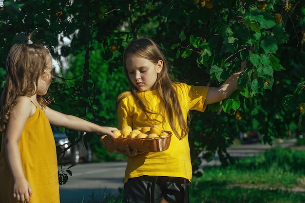 Zwei kleine Mädchen, die im Sommer Aprikosen von einem Baum ernten