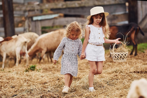 Zwei kleine Mädchen zusammen auf dem Bauernhof im Sommer am Wochenende mit Ziegen