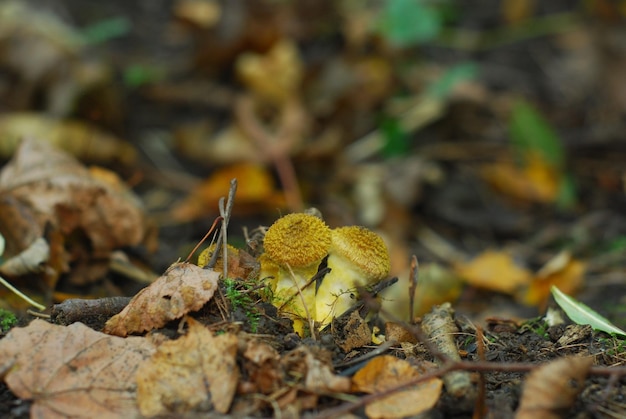 Zwei kleine Pilze, die auf dem Boden wuchsen, umgaben trockene Blätter