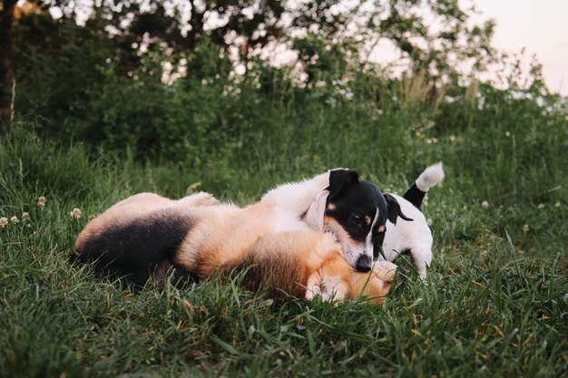 Zwei kleine reinrassige Hunde spielen im Park auf der grünen Wiese