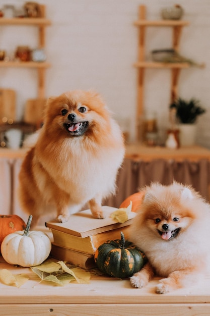 Zwei kleine rote, flauschige Zwergspitz posieren zwischen Kürbissen und Bücherstapeln, die auf einem Holztisch liegen. Familie mit zwei Hunden. Haustierprodukte. Platz für Text. Foto in hoher Qualität