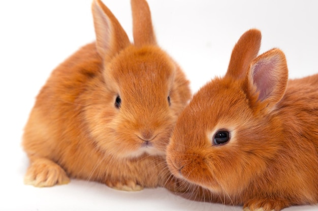 Zwei kleine rote Kaninchen auf weißem Hintergrund