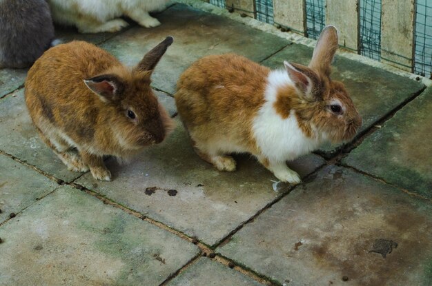 Zwei kleine rote Kaninchen