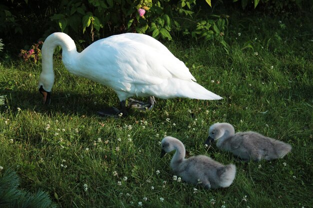 Zwei kleine Schwanenküken lernen, ihre eigene Nahrung zu finden