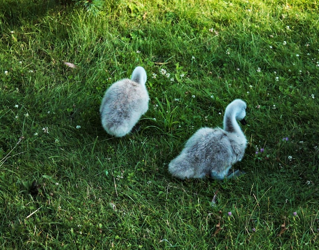 Zwei kleine Schwanenküken zischen an einem warmen Abend Kräuter