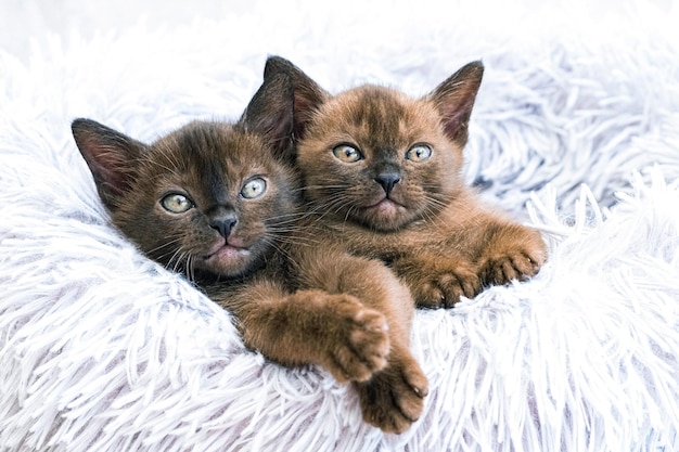 Zwei kleine süße Kätzchen der birmanischen Rasse liegen auf einer flauschigen Decke und schauen in die Kamera