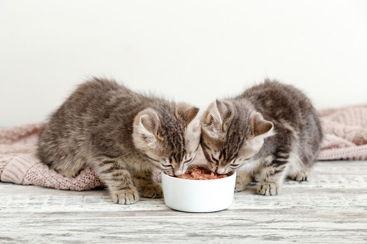 Zwei kleine Tabbykätzchen essen Essen aus weißer Schüssel auf Holzboden. Babykatze, die Juniornahrung isst.