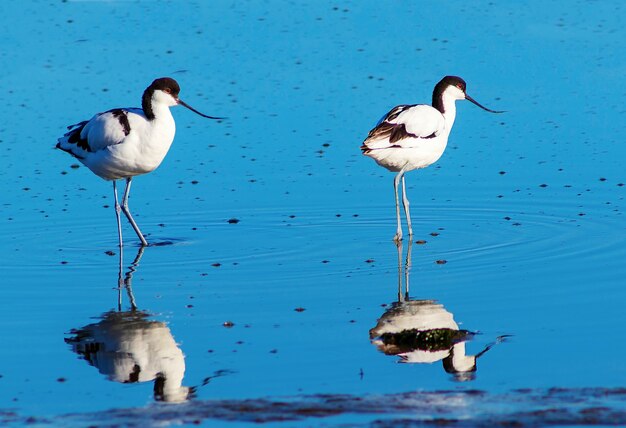 Zwei kleine Vögel im blauen See am sonnigen Tag. Namibia