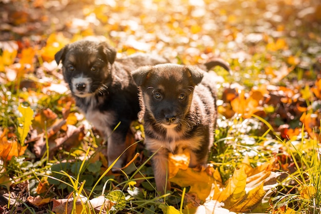 Zwei kleine Welpen im Herbstpark Kleine Hunde spielen im Park